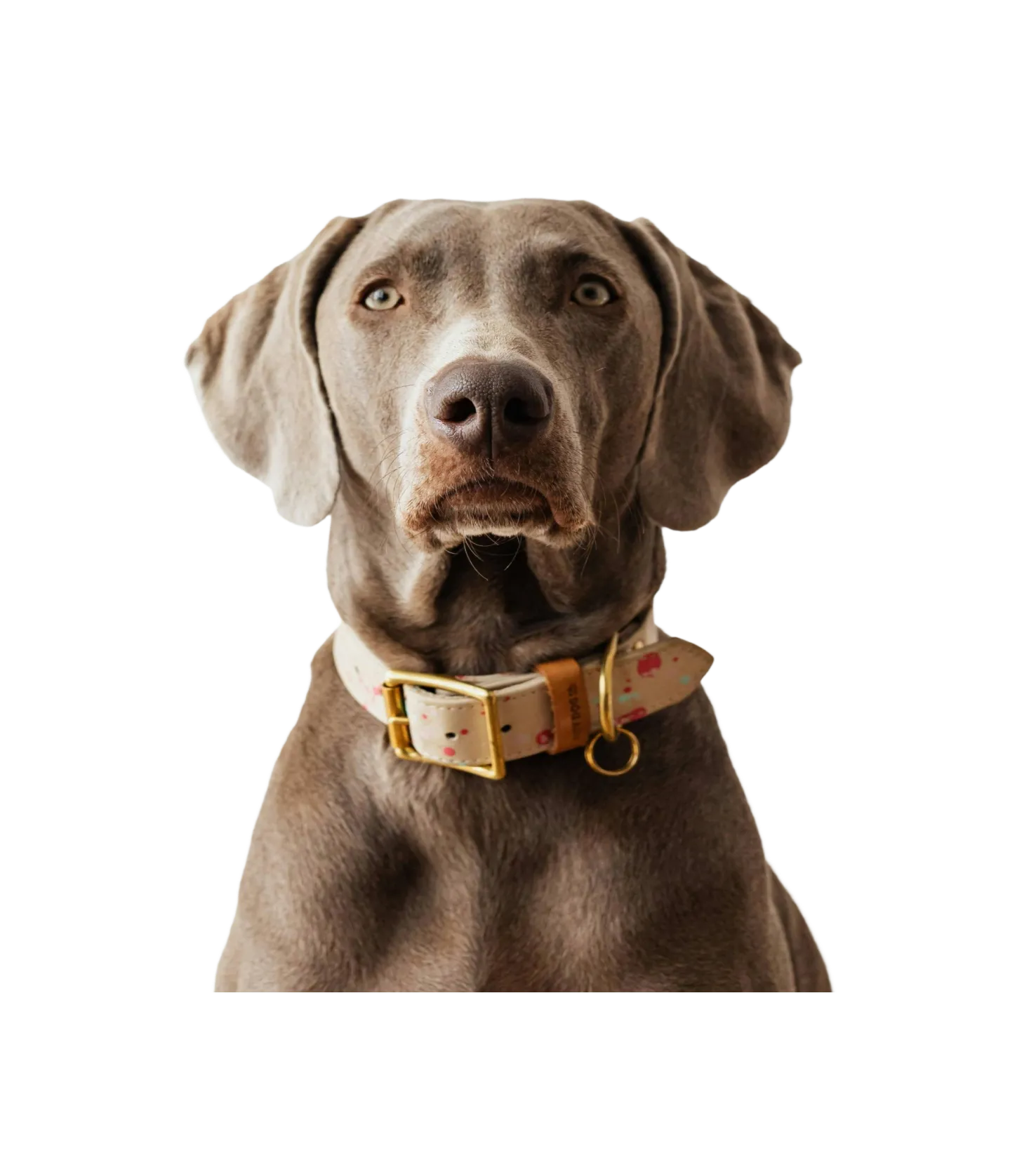 Main Hero Dog