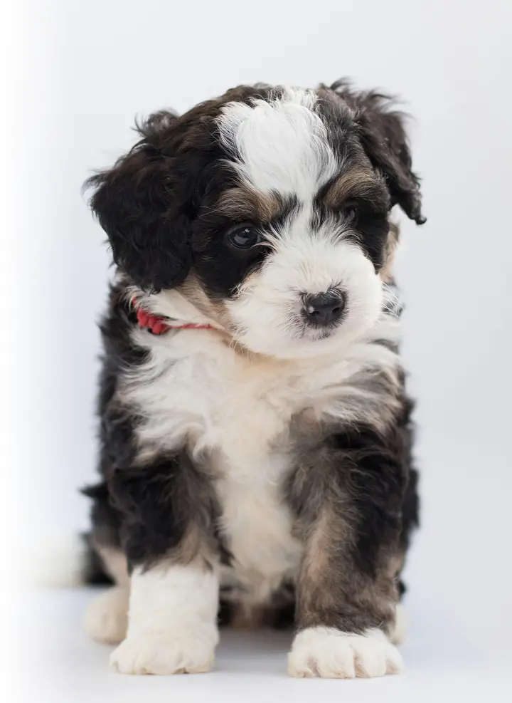 Puppy image