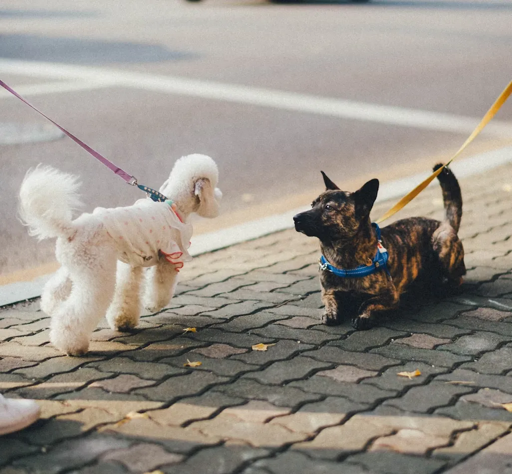 Dog walking on the street