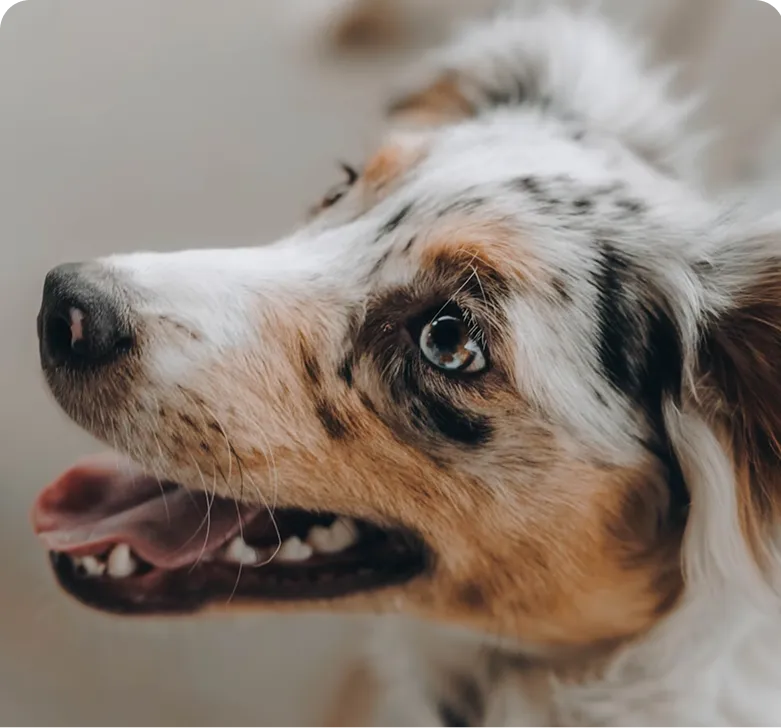 Happy dog looking up