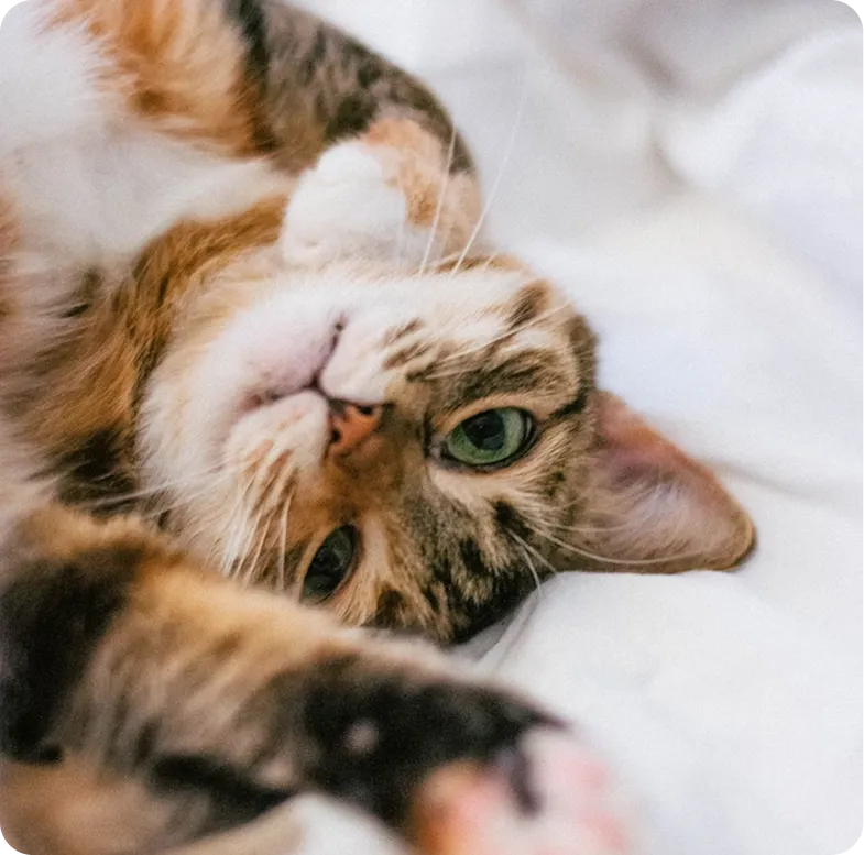 Cat resting in daycare