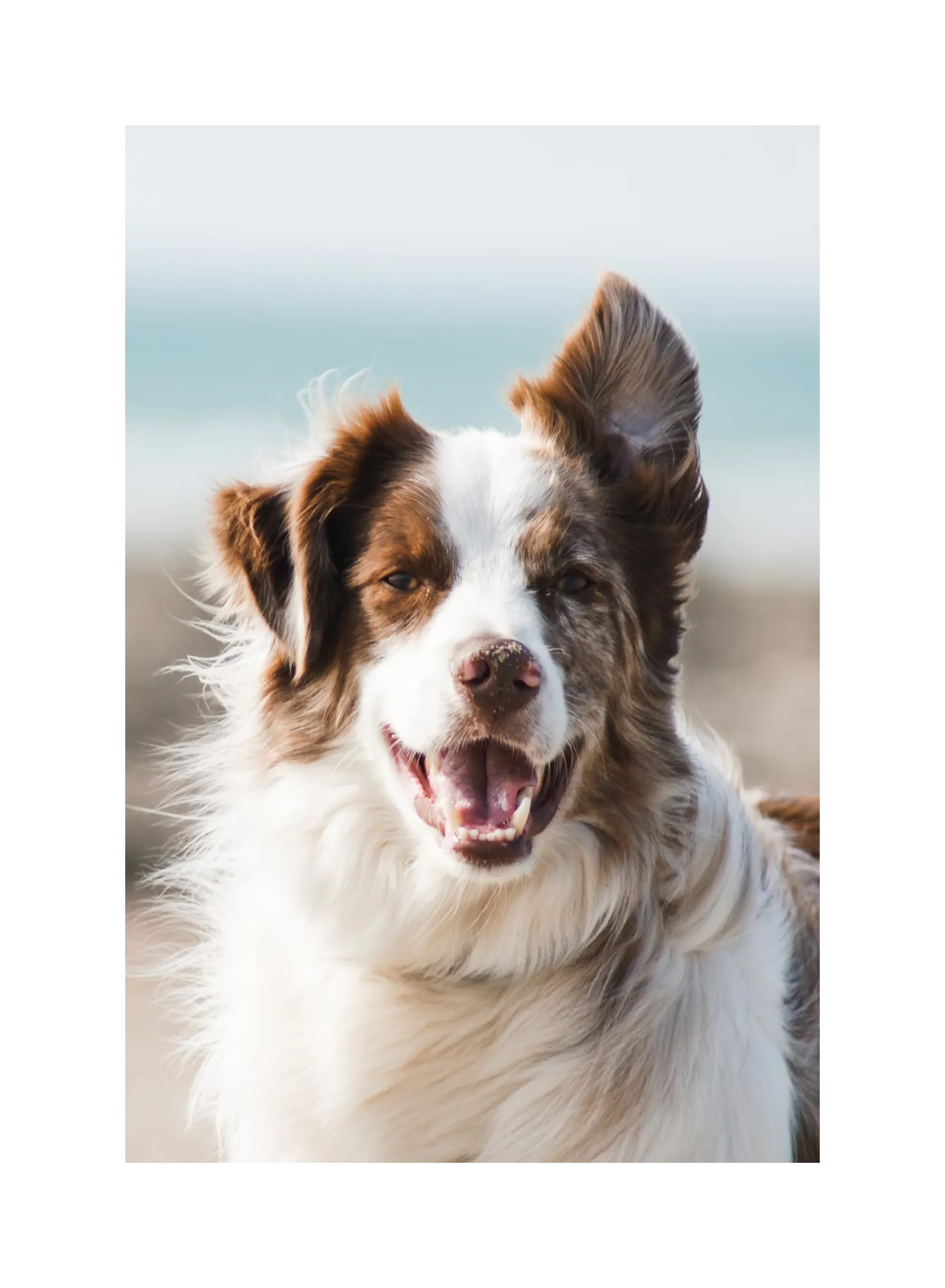 Happy dog on the beach