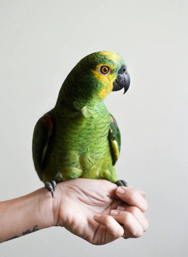 Bird