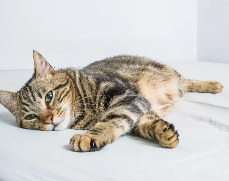 Brown cat