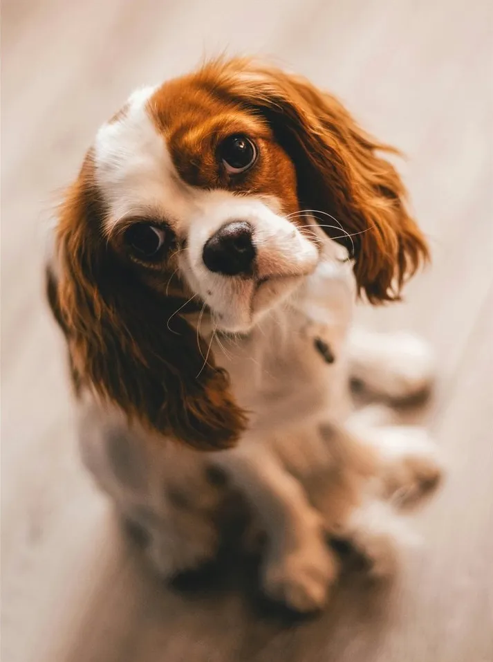Brown dog
